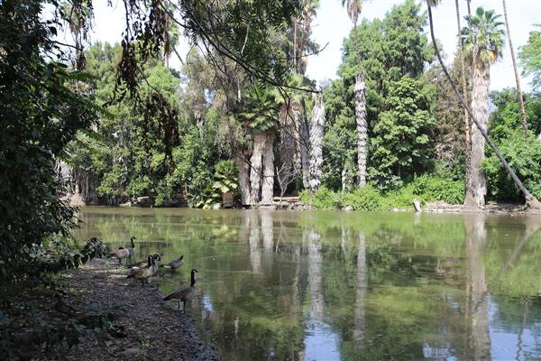 Los Angeles County Arboretum (11/3/2016 - Credits: Photo courtesy of Kris Bunting)