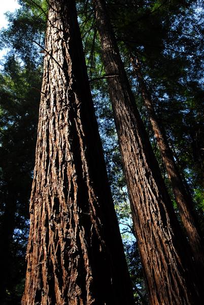 Pfeiffer Big Sur State Park (SP) (11/21/2016 - Credits: Photo courtesy of California State Parks)