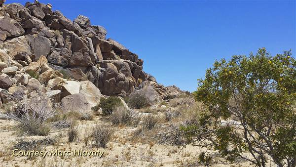 Desert View Conservation Area (4/28/2014 - Credits: Marc Hlavaty)