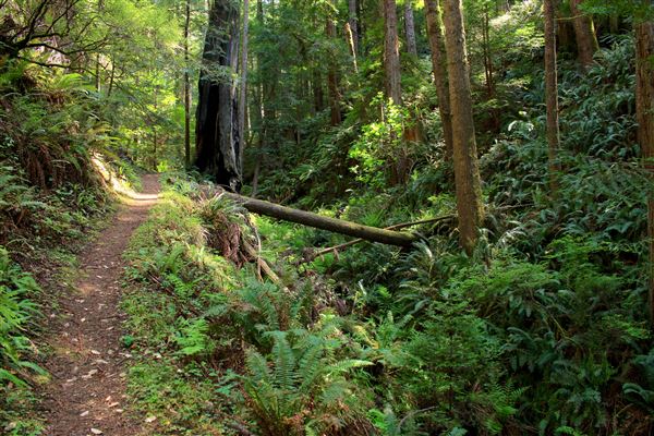 Russian Gulch State Park (SP) / Russian Gulch Bridge - Highway 1 - South Trail - One of the least traveled but accessable from mouth of Fern Canyon Trail. Has gullies filled with lush ferns, old redwood trees, and fallen logs. Far in, it eventually leads west toward a grove of dead Douglas Fir trees and then connects with South Headland Trail. (4/22/2018 - Credits: Kellen Lim)
