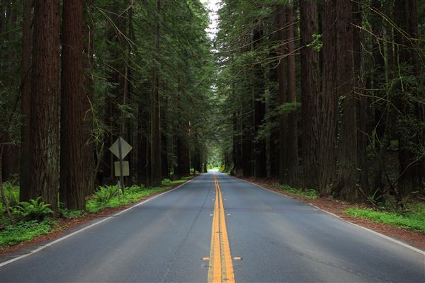 Navarro River Redwoods State Park (SP) (5/15/2018 - Credits: Kellen Lim)