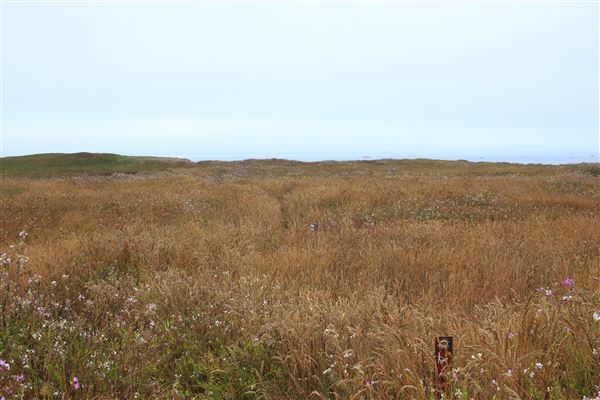 Haul Road Coastal Trail (MacKerricher State Park) (7/16/2018 - Credits: Kellen Lim)
