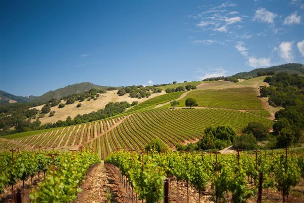 Kunde Family Winery (7/25/2018)