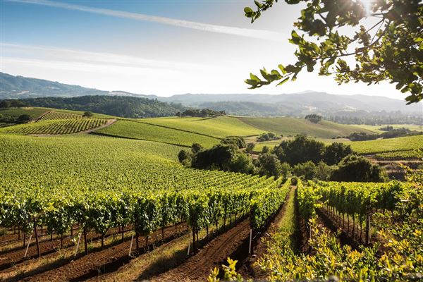 Kunde Family Winery (7/25/2018)