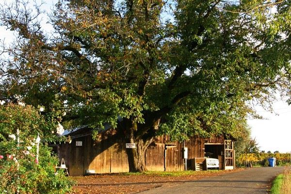 The Russian River Rose Company (7/25/2018)