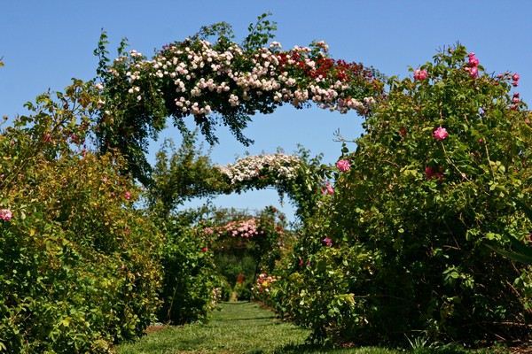 The Russian River Rose Company (7/25/2018)