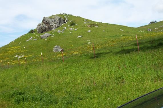 Tomales Rd (7/25/2018)