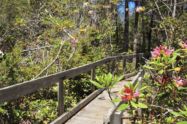 Van Damme State Park (SP) / Beach / Pygmy Forest / Fern Canyon Trail / Spring Ranch Trail - Pygmy Forest (6/1/2018 - Credits: Kellen Lim)