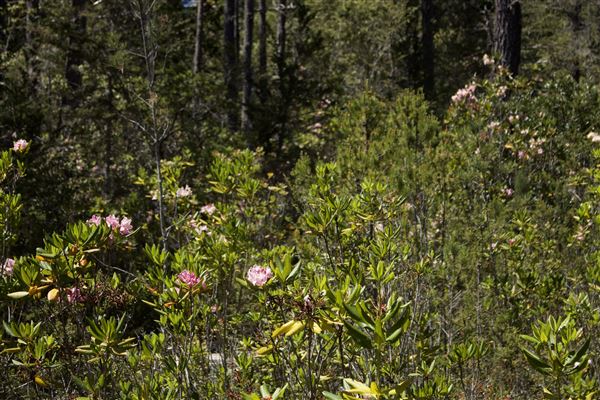 Van Damme State Park (SP) / Beach / Pygmy Forest / Fern Canyon Trail / Spring Ranch Trail - Pygmy Forest (6/1/2018 - Credits: Kellen Lim)