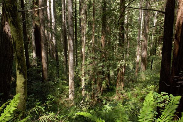 Van Damme State Park (SP) / Beach / Pygmy Forest / Fern Canyon Trail / Spring Ranch Trail - Young woodlands along Fern Canyon Trail (6/2/2018 - Credits: Kellen Lim)