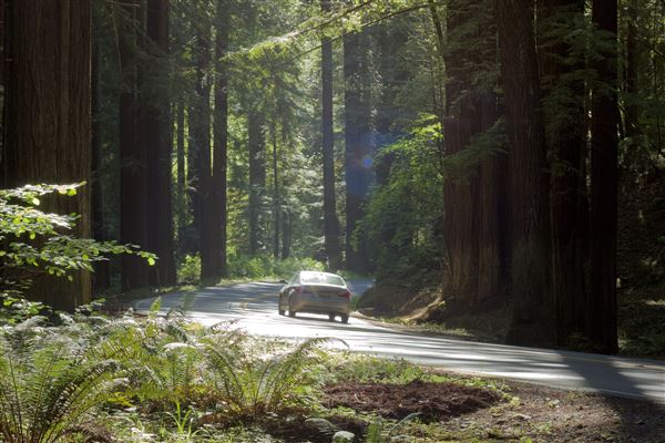Navarro River Redwoods State Park (SP) (7/4/2018 - Credits: Kellen Lim)