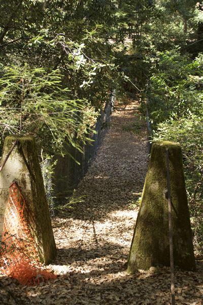 Jackson Demonstration State Forest Camp 20 Recreation Area (9/3/2018 - Credits: Kellen Lim)
