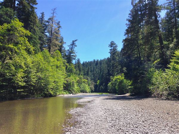 Navarro River - located in Hendy Woods State Park (SP) - Hendy Woods State Park Area (4/15/2015 - Credits: Kellen Lim)