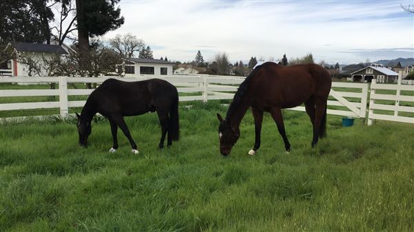 Acacia Farms (3/1/2018 - Credits: Ken Gutmaker)