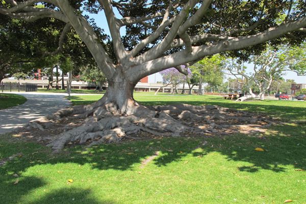 Alondra Community Regional Park (6/1/2019 - Credits: LocoScout)