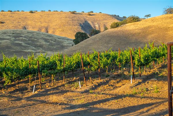 Oreana Winery & Vineyard - Fisco (9/1/2020 - Credits: Photos, Videos and 360° Virtual Tour by Kevin Dole - Home3D.us)