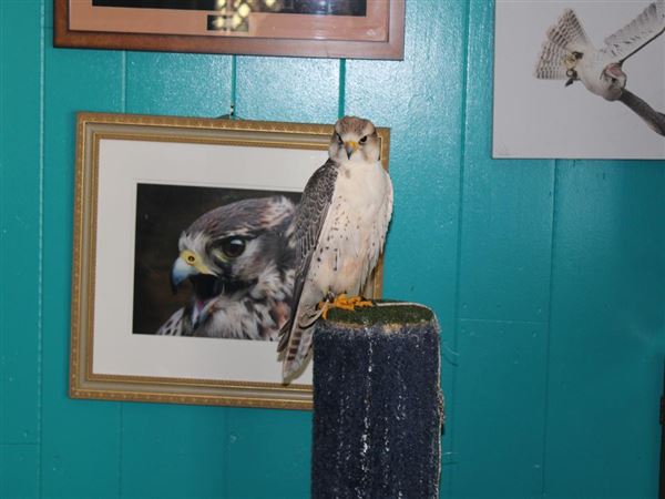West Coast Falconry (4/11/2022 - Credits: Yuba Sutter Film Commission)