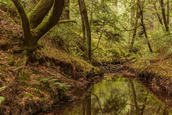 Mailliard Redwoods State Natural Reserve (SNR) (9/18/2017 - Credits: Brian Baer)