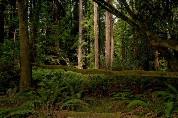 Mendocino Woodlands State Park (SP) (8/6/2012 - Credits: Brian Baer)
