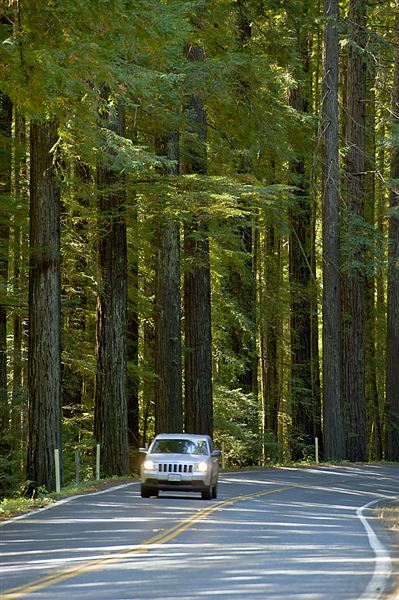 Navarro River Redwoods State Park (SP) (9/7/2011 - Credits: Brian Baer)