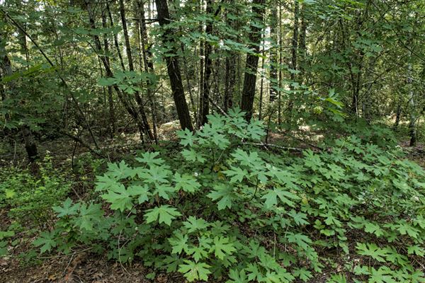 Reynolds Wayside Campground State Park (SP) (6/26/2015 - Credits: Brian Baer)