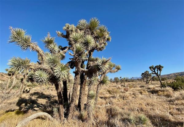 Carr Canyon Ranch (12/20/2022 - Credits: James Baumgartner)