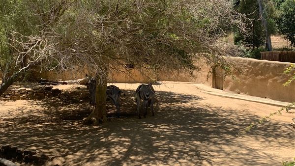 Los Angeles Zoo & Botanical Gardens - LA Zoo (6/25/2023 - Credits: Brandy Davis)