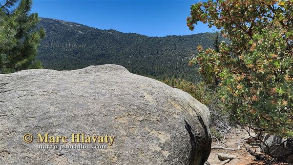 Idyllwild Nature Center - Forest (7/5/2023 - Credits: Marc Hlavaty)