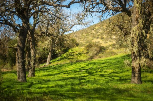 Pinnacles National Park - NPS - Oak Woodland (3/16/2017 - Credits: NPS/Kurt Moses)