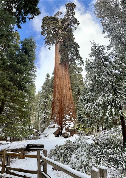 Sequoia and Kings Canyon National Parks & Crystal Cave - General Grant Tree (10/18/2021 - Credits: Sequoia and Kings Canyon National Parks)