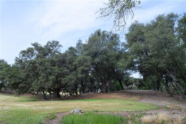 Olive Ranch (7/14/2022)