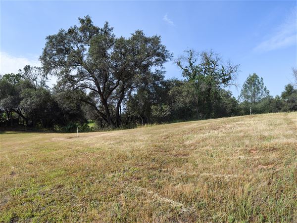 Olive Ranch (7/14/2022)