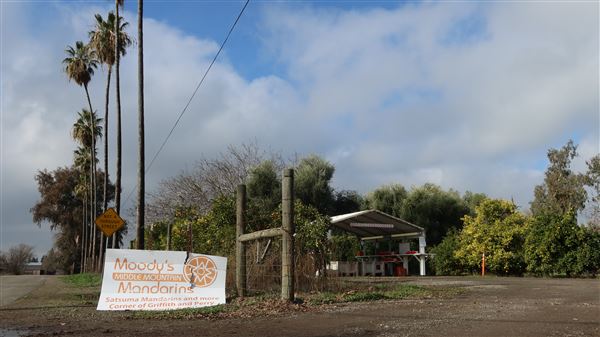 Moody's Middle Mountain Mandarins (1/13/2024 - Credits: Film Yuba Sutter)