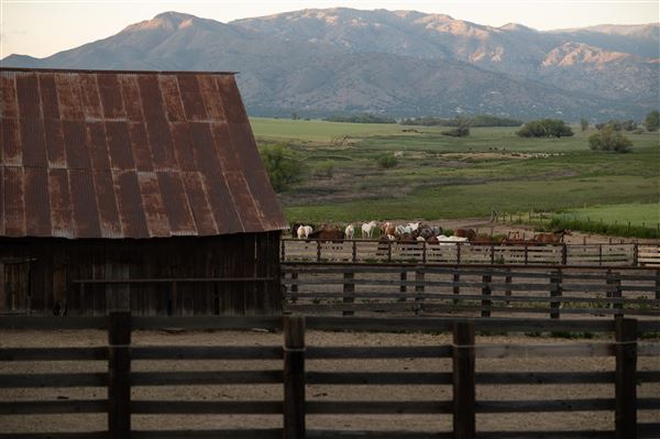 Rankin Ranch - California Cattle & Guest Ranch (5/15/2023 - Credits: Amanda Rankin)