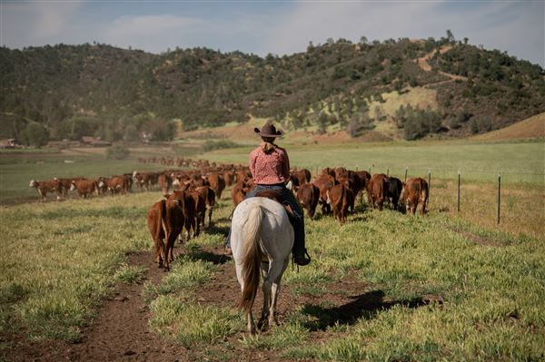 Rankin Ranch - California Cattle & Guest Ranch (5/15/2023 - Credits: Amanda Rankin)