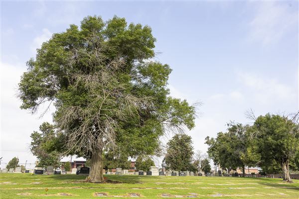 Sunnyside Cemetery (6/17/2024 - Credits: City of Long Beach, Office of the City Manager)