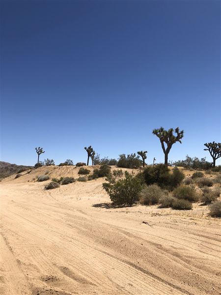 Joshua Tree Barren Landscape (6/1/2024 - Credits: malek alqadi)