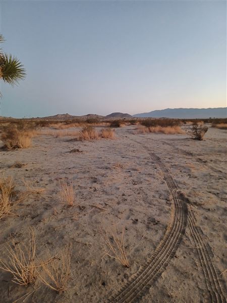Desert Bliss (6/17/2023 - Credits: Ora Beth Nance)