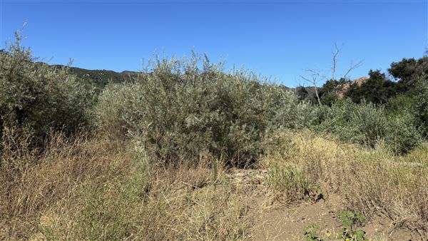 Malibu Creek State Park (SP) - M*A*S*H* Site Location (7/31/2024 - Credits: Brandy Davis)