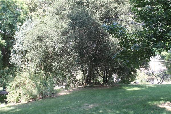 Ed Davis Park in Towsley Canyon - Santa Monica Mountains Conservancy - SMMC (8/20/2024 - Credits: Santa Monica Mountains Conservancy)