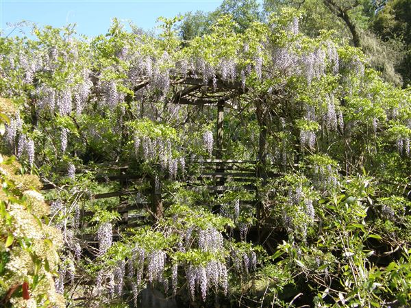 Vichy Springs Resort and Inn - Monet's Bridge Wisteria (5/8/2024 - Credits: Gilbert Ashoff)