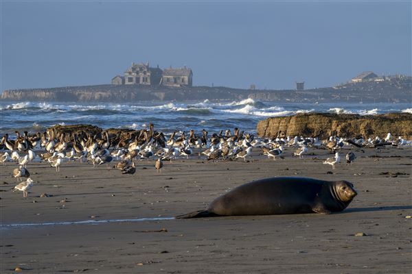 Año  Nuevo State Park (SP) (1/5/2024 - Credits: Brian Baer)