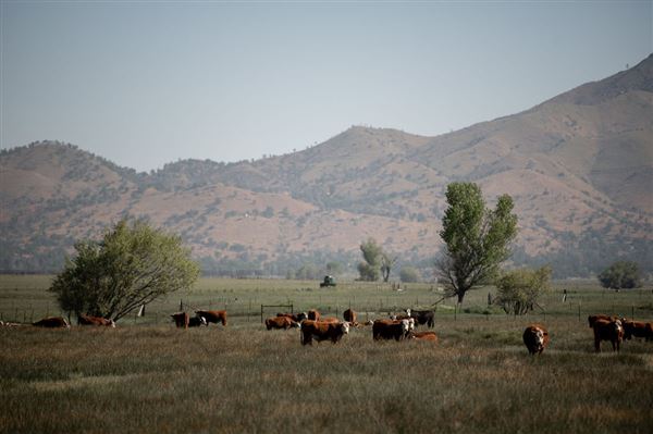 Rankin Ranch - California Cattle & Guest Ranch (2/5/2025 11:00:44 AM - Credits: submitted by:)