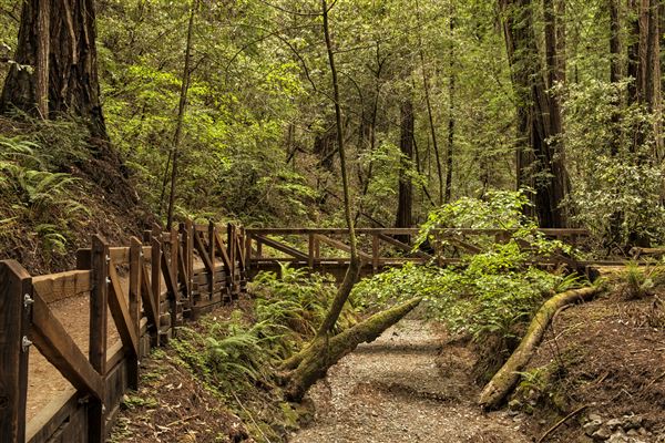 Armstrong Redwoods State Natural Reserve (SNR) (5/26/2015 - Credits: Brian Baer)