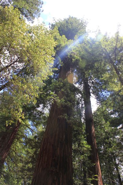 Armstrong Redwoods State Natural Reserve (SNR) (4/17/2025 - Credits: Photo Courtesy of Sonoma County)