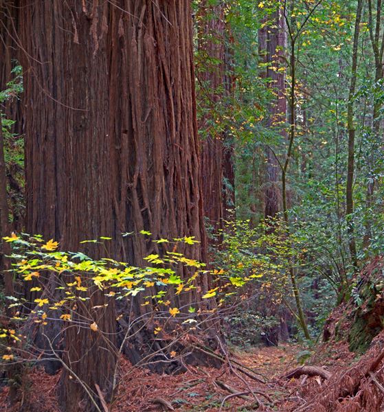 Armstrong Redwoods State Natural Reserve (SNR) (4/17/2025 - Credits: Al Mueller)
