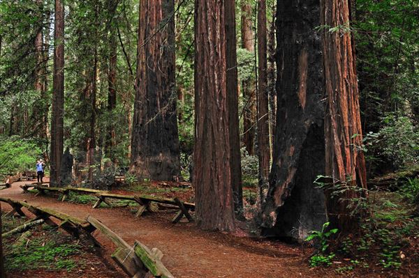 Armstrong Redwoods State Natural Reserve (SNR) (4/17/2025 - Credits: Al Mueller)