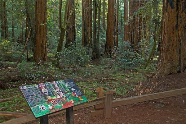 Armstrong Redwoods State Natural Reserve (SNR) (4/17/2025 - Credits: Al Mueller)