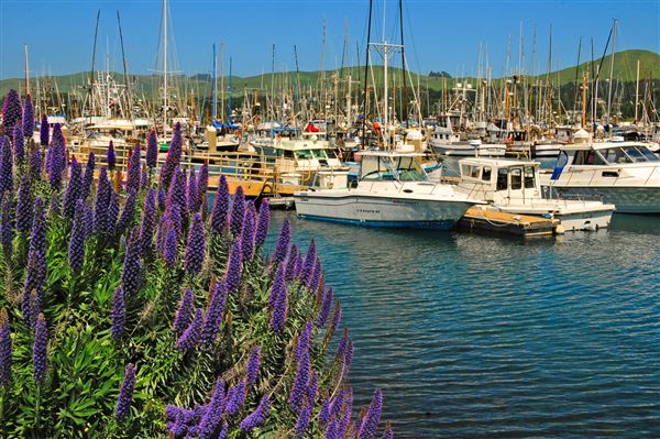 Bodega Bay (4/18/2025 - Credits: Al Mueller)