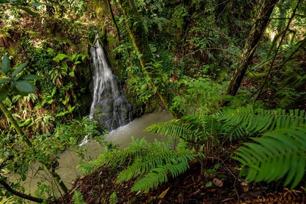 Forest of Nisene Marks State Park (SP), The (3/8/2024 - Credits: Brian Baer)